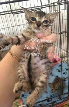 Winnie -  Domestic Short Hair Cat for Adoption in Savannah, Georgia - Winnie | PetCurious
