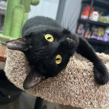 Twiggy -  Domestic Short Hair Cat for Adoption in Shelbyville, Indiana - Twiggy | PetCurious