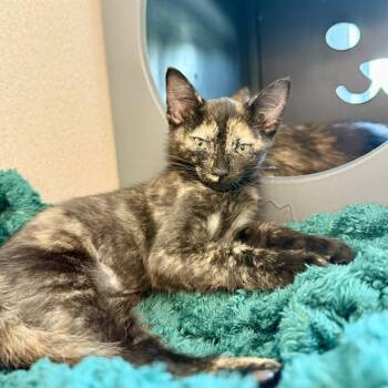 TUNA -  Domestic Short Hair Cat for Adoption in Leesburg, Virginia - TUNA | PetCurious