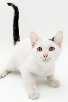 Larkin is a baby LOVERBOY - OLD ENOUGH TO GO SOLO - VIDEO -  Turkish Van Cat for Adoption in Bedford Hills, New York - Larkin Is A Baby LOVERBOY - OLD ENOUGH TO GO SOLO - VIDEO | PetCurious