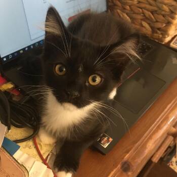 Periwinkle -  Domestic Short Hair Cat for Adoption in Westminster, California - Periwinkle | PetCurious