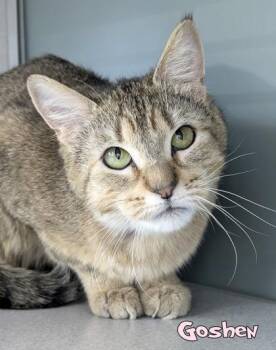 Domestic Short Hair Cats Available for Adoption in Mason, Michigan - Goshen (Blue Collar) | PetCurious