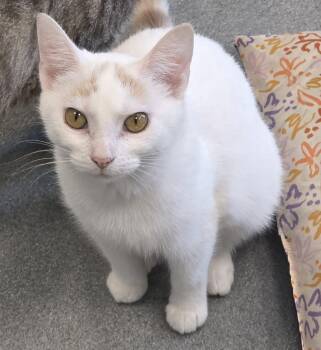 Domestic Short Hair Cats Available for Adoption in Jefferson, Iowa - Phoenix | PetCurious