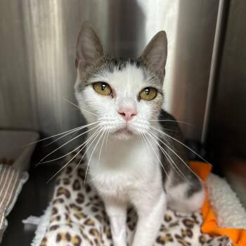 Vroni -  Domestic Short Hair Cat for Adoption in Corpus Christi, Texas - Vroni | PetCurious