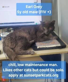 Rescue Domestic Medium Hair Cats for Adoption - Earl Gray | PetCurious