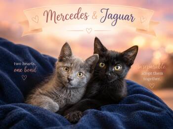 Jaguar & Mercedes-Double the Love -  Domestic Short Hair Cat for Adoption in Laurel, Maryland - Jaguar & Mercedes-Double The Love | PetCurious