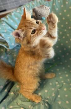 Gingerbread -  Domestic Long Hair and Tabby Cat for Adoption in Walnut Creek, California - Gingerbread | PetCurious