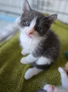 Domestic Short Hair Cats Available for Adoption in Terrebonne, Quebec - Cooper | PetCurious