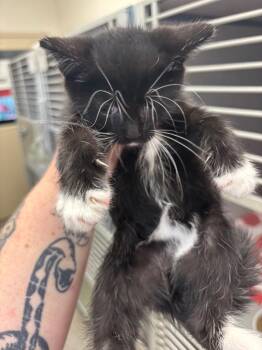 Psylocke -  Domestic Short Hair Cat for Adoption in Liverpool, New York - Psylocke | PetCurious