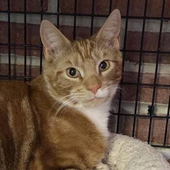 Domestic Short Hair Cats Available for Adoption in Camden, Delaware - Negan | PetCurious