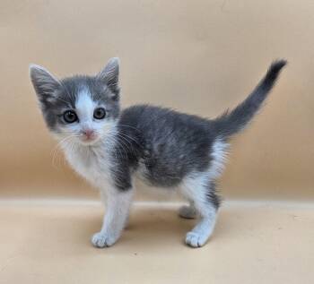 Motor Oil -  Domestic Short Hair Cat for Adoption in Mobile, Alabama - Motor Oil | PetCurious