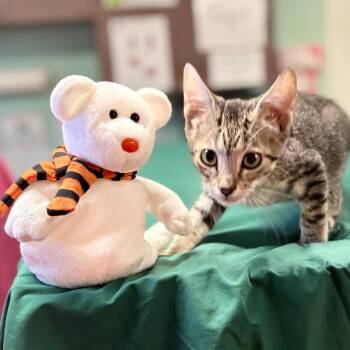Nightfury -  Domestic Short Hair Cat for Adoption in South Elgin, Illinois - Nightfury | PetCurious