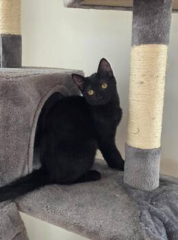 Domestic Short Hair Cats Available for Adoption - HOT CHOCOLATE | PetCurious