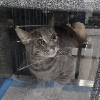 Domestic Short Hair Cats Available for Adoption in Newark, New Jersey - Mila | PetCurious