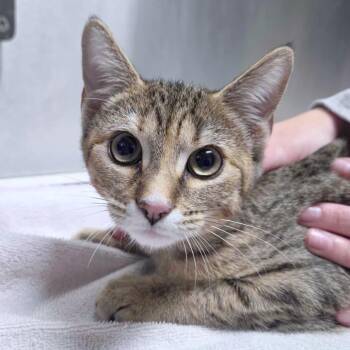 Melanie -  Domestic Short Hair Cat for Adoption in Providence, Rhode Island - Melanie | PetCurious