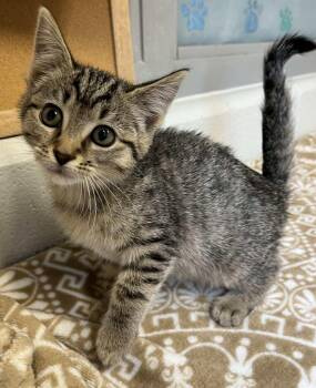 Rescue Domestic Short Hair Cats for Adoption in Moundsville, West Virginia - Simmer | PetCurious