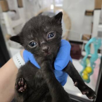 Teddy -  Domestic Short Hair Cat for Adoption in Newark, New Jersey - Teddy | PetCurious