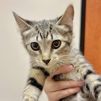 Reggie -  Domestic Short Hair Cat for Adoption in Sonora, California - Reggie | PetCurious