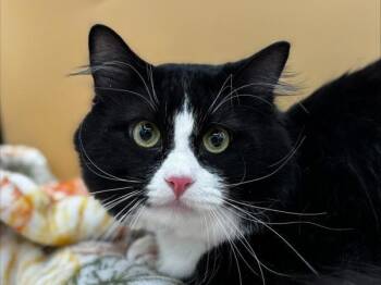 Jordan -  Domestic Short Hair Cat for Adoption in Portland, Oregon - Jordan | PetCurious