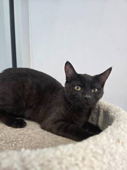 Domestic Short Hair Cats Available for Adoption in Angola, Indiana - Peppermint | PetCurious
