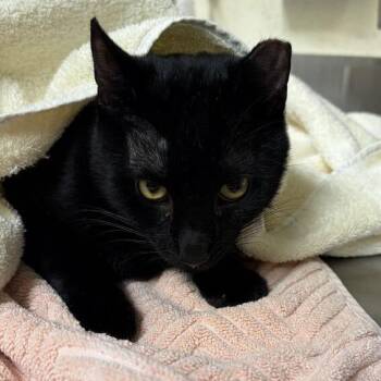 Shadow -  Domestic Short Hair Cat for Adoption in Asheville, North Carolina - Shadow | PetCurious