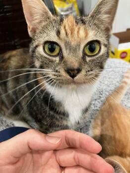 Rescue Domestic Short Hair Cats for Adoption in Philadelphia, Pennsylvania - May Ithan | PetCurious