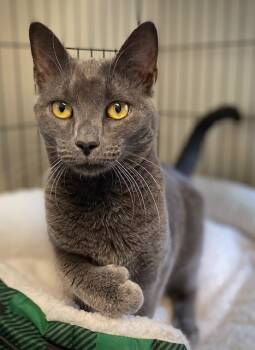 Rescue Domestic Short Hair Cats for Adoption in Duxbury, Massachusetts - Ophelia | PetCurious