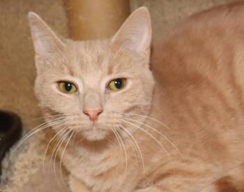 Rescue Domestic Short Hair Cats for Adoption in Euclid, Ohio - Marissa | PetCurious