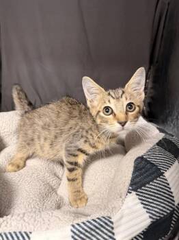 CHA CHA -  Domestic Short Hair Cat for Adoption in Grovetown, Georgia - CHA CHA | PetCurious