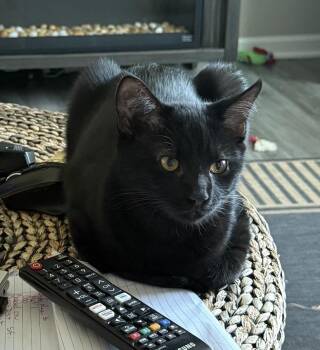 Rescue Domestic Short Hair Cats for Adoption in Lemont, Illinois - Ozzie | PetCurious