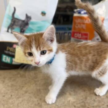 PEPITA -  Domestic Short Hair Cat for Adoption in La Crescent, Minnesota - PEPITA | PetCurious