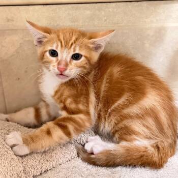 Domestic Short Hair Cats Available for Adoption in Wahiawa, Hawaii - Pringle | PetCurious