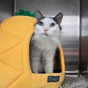Domestic Long Hair Cats Available for Adoption in Port Charlotte, Florida - Fluff | PetCurious