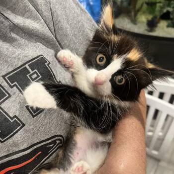 Vanessa -  Domestic Long Hair Cat for Adoption in Oceanside, New York - Vanessa | PetCurious