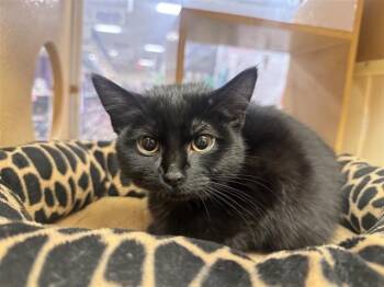 Rescue Domestic Medium Hair Cats for Adoption in Brentwood, Missouri - FLUFFY | PetCurious