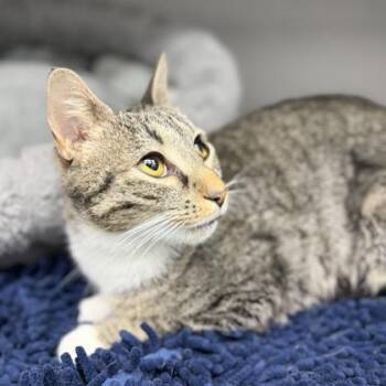 Domestic Short Hair Cats Available for Adoption in Atlanta, Georgia - Faith | PetCurious