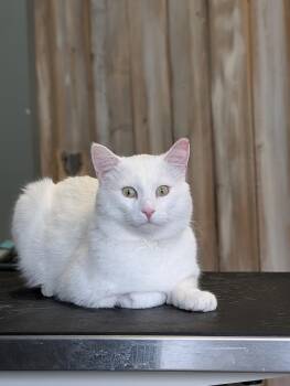 Domestic Short Hair Cats Available for Adoption in Calgary, Alberta - Snoberry | PetCurious
