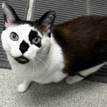 Sophie -  Domestic Short Hair Cat for Adoption in Naperville, Illinois - Sophie | PetCurious