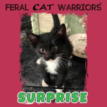 Surprise -  Domestic Short Hair Cat for Adoption in Kingman, Arizona - Surprise | PetCurious