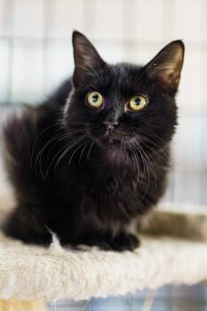Rescue Domestic Medium Hair Cats for Adoption in Marble Falls, Texas - Sugarlily | PetCurious