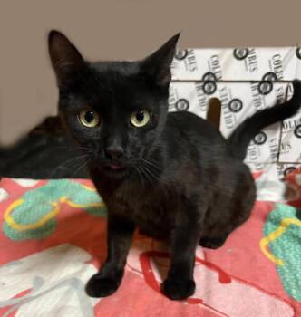 Paris Onyx -  Domestic Short Hair Cat for Adoption in Chandler, Arizona - Paris Onyx | PetCurious