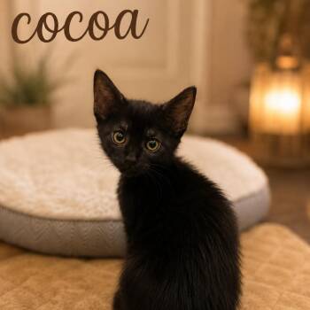 Cocoa -  Domestic Short Hair Cat for Adoption in Inman, South Carolina - Cocoa | PetCurious