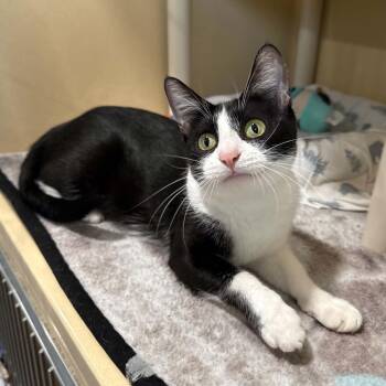 Mrs. Grady -  Domestic Short Hair and Tuxedo Cat for Adoption in Penn Yan, New York - Mrs. Grady | PetCurious