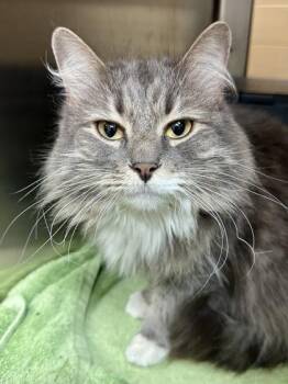 Madam Bobinky -  Domestic Long Hair Cat for Adoption in Wichita, Kansas - Madam Bobinky | PetCurious