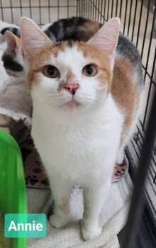Annie -  Domestic Short Hair Cat for Adoption in Richmond, Indiana - Annie | PetCurious