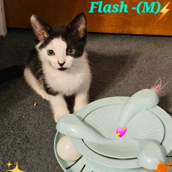 Domestic Short Hair Cats Available for Adoption in Westminster, California - Flash | PetCurious