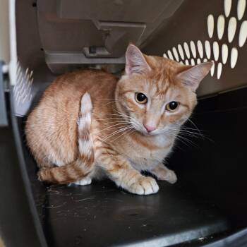 Cornbread -  Domestic Short Hair Cat for Adoption in Idaho Falls, Idaho - Cornbread | PetCurious