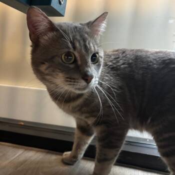 Domestic Short Hair Cats Available for Adoption in Lakeland, Florida - Croissant | PetCurious