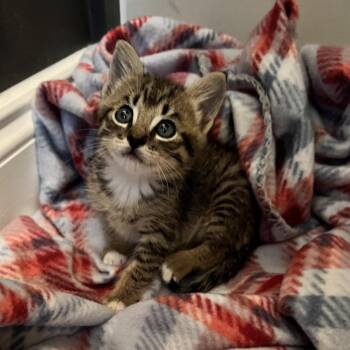 Briar -  Domestic Short Hair Cat Available for Adoption in Cartersville, Georgia - Briar | PetCurious