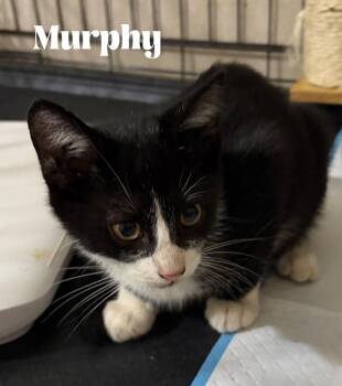 Murphy -  Domestic Short Hair and Manx Cat for Adoption in Alafaya, Florida - Murphy | PetCurious